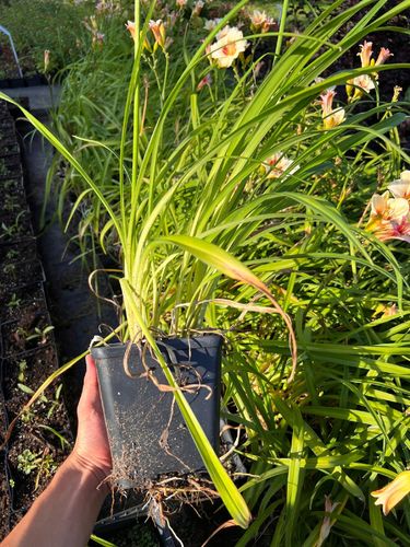 Liliowiec 'Pandora's Box' (Hemerocallis) P13 na Arena.pl