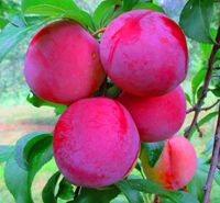 ŚLIWA ROSYJSKA NAJBARDZIEJ ODPORNA NA MRÓZ