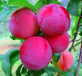 ŚLIWA ROSYJSKA NAJBARDZIEJ ODPORNA NA MRÓZ