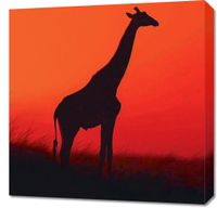 Obraz 60x60cm Żyrafa w Czerni