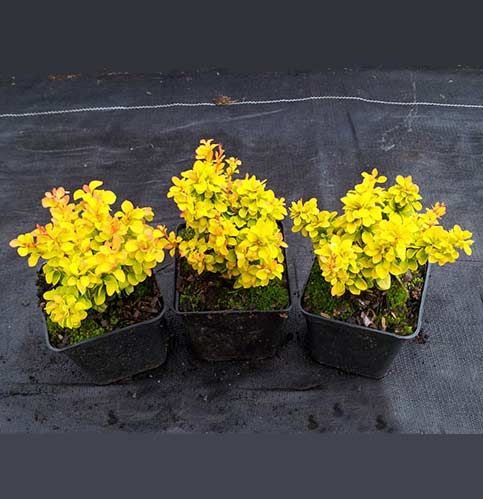 Berberys Thunberga Tiny Gold ® 3-letnia C2 na Arena.pl