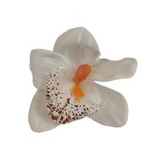 Storczyk wyrobowy 24szt