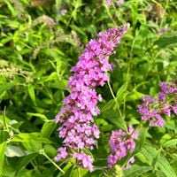 Budleja Dawida 'Nike' Różowa (Buddleja davidii) Doniczka 2.0L