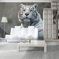 Fototapeta - Tygrys bengalski w zoo 450x270