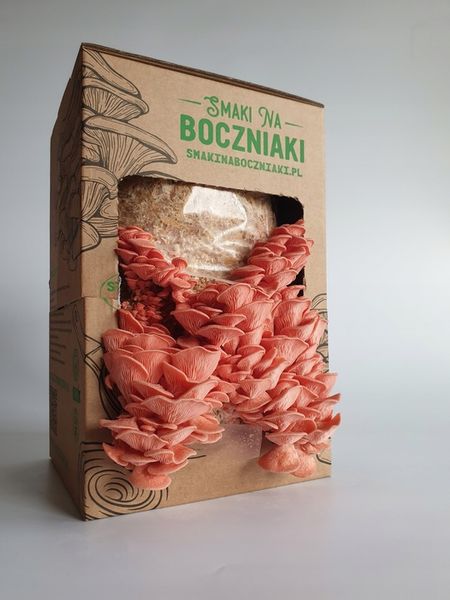 Grzybnia do uprawy domowej boczniak różowy zdjęcie 4