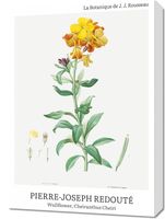 Obraz 50x70cm Design Chearinthus Cheiri, Redoute Vintage do Salonu