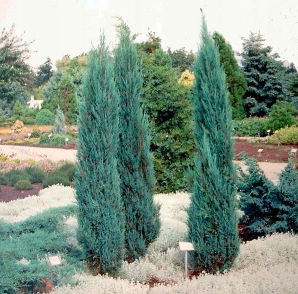 Jałowiec Blue Arrow 40-60cm P9 zdjęcie 2