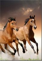 100 70CM OBRAZ PŁÓTNO STADO KONI PŁÓTNO RAMA