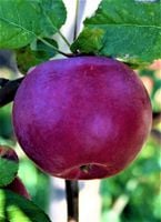 JABŁOŃ MALINOWA OBERLANDZKA stara odmiana - sadzonki 120 / 140 cm