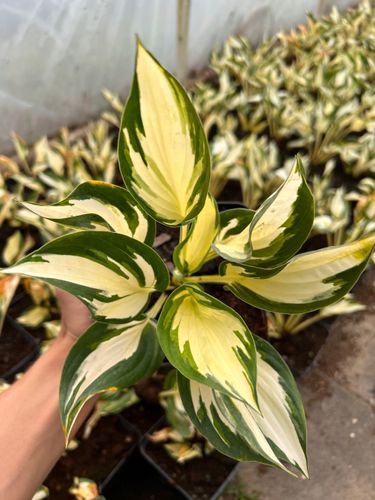 Funkia Hosta 'Fire and Ice'  Biało Zielone Liście Doniczka 2.0L na Arena.pl