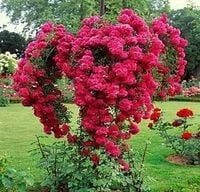 RÓŻA szczepiona na pniu odporna na mróz różowa - sadzonki 80 / 100 cm