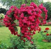 RÓŻA szczepiona na pniu odporna na mróz różowa - sadzonki 80 / 100 cm