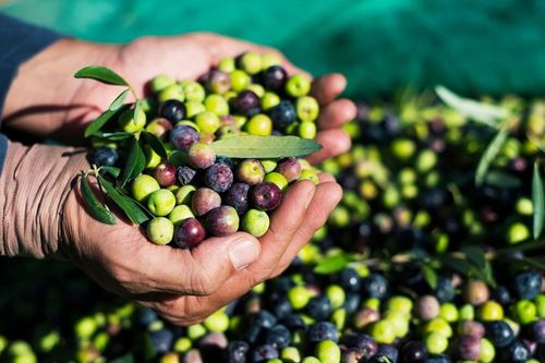 Oliwa z Oliwek Extra Virgin 500 ml Grecka SITIA 0,2% w szklanej butelce na Arena.pl