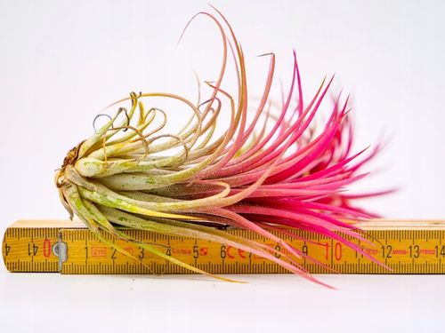 Tillandsia OPLĄTWA ionantha Intensywnie czerwona W ZIMOWYM OPAKOWANIU na Arena.pl