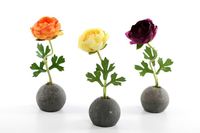 kwiat jaskier w doniczce 18 cm   ART15038