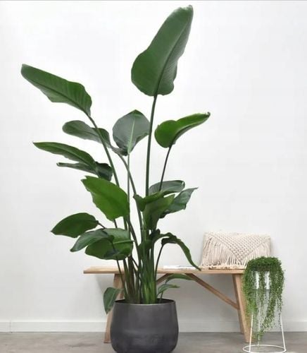 15L Dedykowane Bio Podłoże PREMIUM do Strelicji i Helikonii EKO na Arena.pl