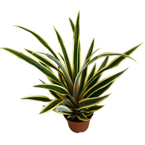 ANANAS Variegatus 50 cm na Arena.pl
