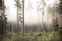 Fototapeta DRZEWA Las we mgle Natura do Sypialni 368cm x 254cm
