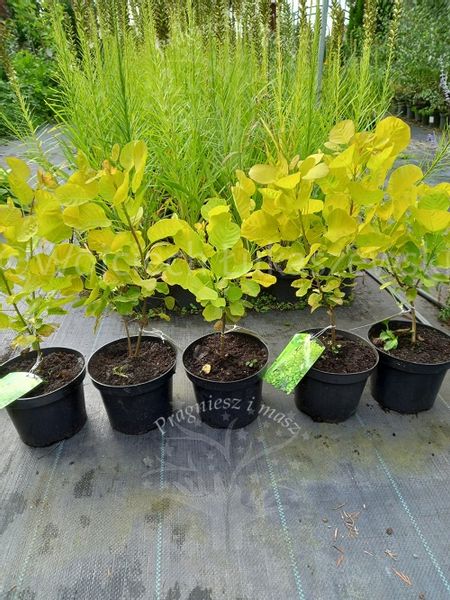 Perukowiec Ancot sadzonka złoty rabaty soliter zdjęcie 5