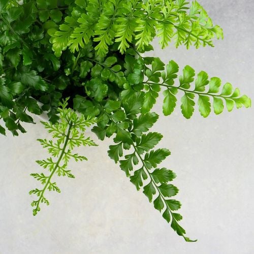 Paproć ASPLENIUM PARVATI egzotyczna paprotka domowa BEZPIECZNA DLA na Arena.pl