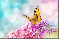 120CM 80CM OBRAZ ŚCIENNY MOTYL KWIATKACH