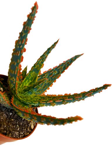 ALOES DANNYZ 15 cm na Arena.pl