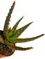 thumbnail-6