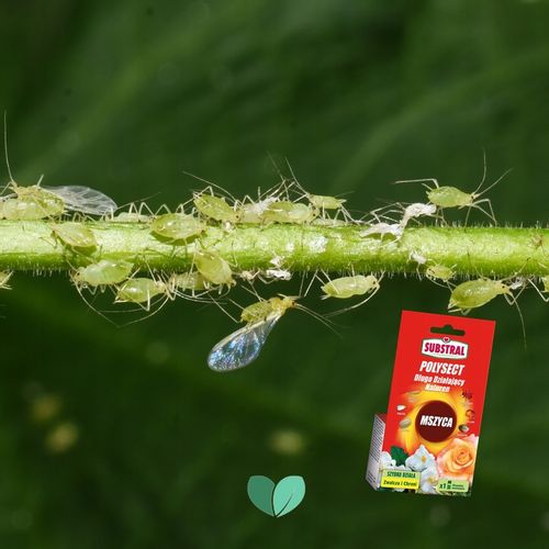 Substral Polysect Na Mszyce Zwalcza SZKODNIKI Owadobójczy Naturen 20 ml x3 na Arena.pl