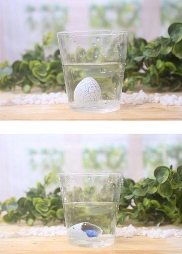 48x MAGICZNE JAJKO WYKLUWAJĄCY SIĘ DINOZAUR NIESPODZIANKA ROSNĄCY W WODZIE na Arena.pl