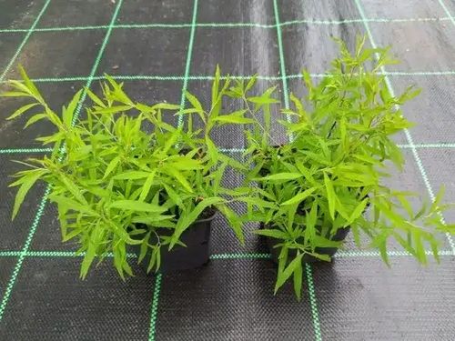 Tawuła wczesna Spiraea arguta Biała Sadzonki na Arena.pl
