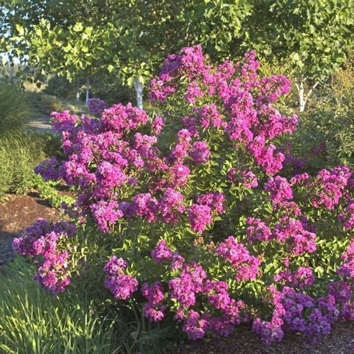 Lagerstroemia fioletowa Benoit P9 na Arena.pl