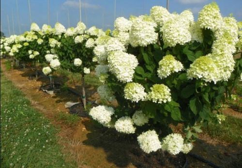 PODPORA DO ROŚLIN KWIATÓW OBEJMA RING 10 SZTUK na Arena.pl