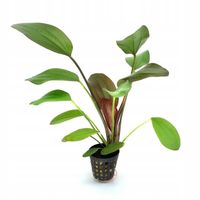 Echinodorus Hot Pepper Bez CO2 Czerwona Żabienica Koszyk Roślina Akwarium