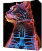 Obraz 30x40cm Anatomia Kota