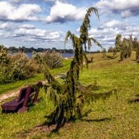 Jałowiec pospolity HORSTMANN Płaczący pokrój Na suche gleby Sadzonki P9