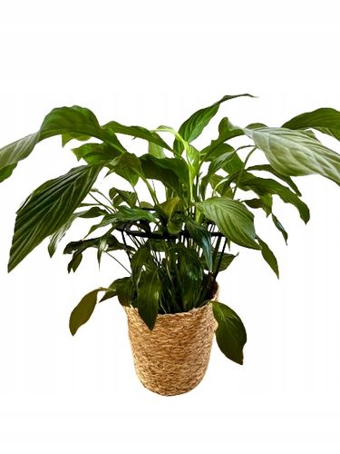 Podpórki do roślin kwiatów podpórka podpora obręcz RING MONSTERA M 33cm na Arena.pl