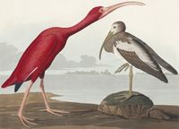 Plakat 18x13cm Szkarłatny Ibis, J.J. Audubon Vintage do Salonu