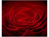 40X50CM RÓŻA UKOCHANEJ OBRAZ