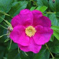 Róża Pomarszczona Dzika Jadalna DUŻA SADZONKA  (Rosa rugosa) Doniczka 5.0L