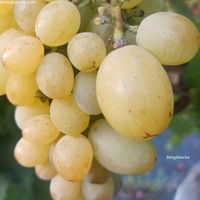 Winorośl 'Podarok Zaporoża' (Vitis) w doniczkach P11, wysokość 70-100 cm