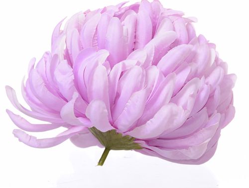 Chryzantema wyrobowa pearl violet na Arena.pl