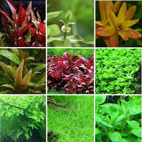 Zestaw roślin łatwych w uprawie 3 plany + GRATIS na Arena.pl