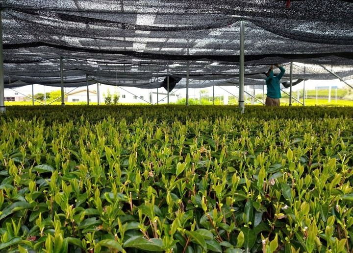 Zestaw Do Herbaty Matcha Japoński Bio 100g z Miotełką Chasen Bambusową zdjęcie 2