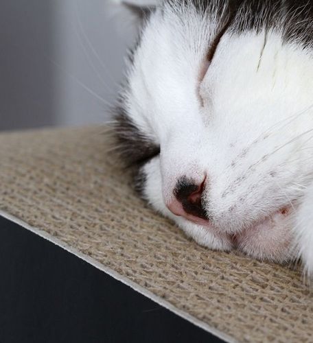 MyKotty Drapak Lui czarny na Arena.pl