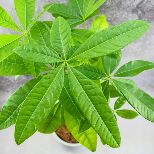 Pachira Aquatica Pachira wodna drzewko szczęścia! D9cm TYPU BONSAI na Arena.pl