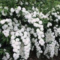 Tawuła van Houtte'a (Spiraea) w  doniczkach P9, 20-30cm