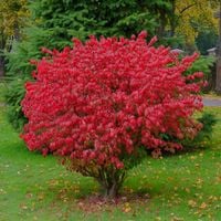 Trzmielina oskrzydlona Płonący Czerwony Gorejący Krzew (Euonymus alatus) 5L