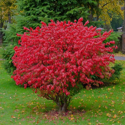 Trzmielina oskrzydlona Płonący Czerwony Gorejący Krzew (Euonymus alatus) 5L na Arena.pl