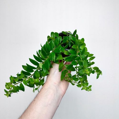 Aeschynanthus Caroline Eszynanthus don.9cm na Arena.pl