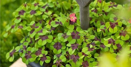 NARCYZ cebulki MIX BOTANICZNY odporne i trwałe 100 szt. + GRATIS na Arena.pl